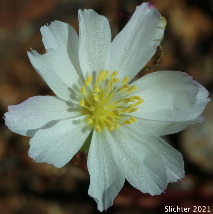Flower of Oppositeleaf Lewisia, Opposite-leaved Lewisia: Lewisia oppositifolia