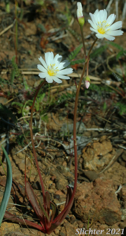 Oppositeleaf Lewisia, Opposite-leaved Lewisia: Lewisia oppositifolia