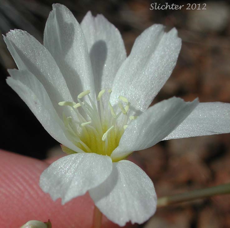 Oppositeleaf Lewisia, Opposite-leaved Lewisia: Lewisia oppositifolia