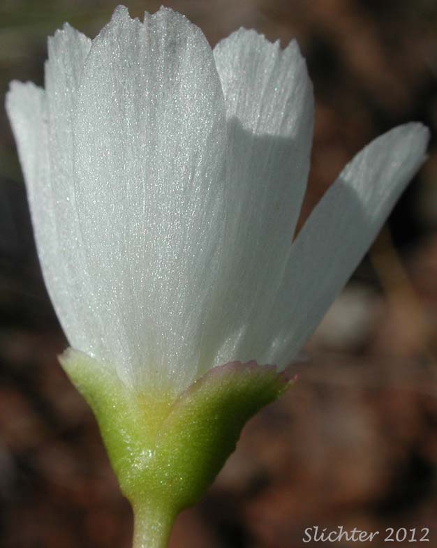 Flower of Oppositeleaf Lewisia, Opposite-leaved Lewisia: Lewisia oppositifolia
