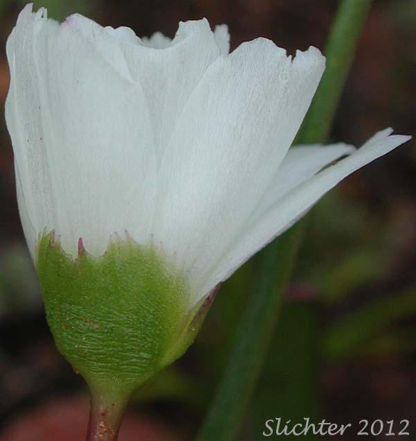 Sepals of Oppositeleaf Lewisia, Opposite-leaved Lewisia: Lewisia oppositifolia