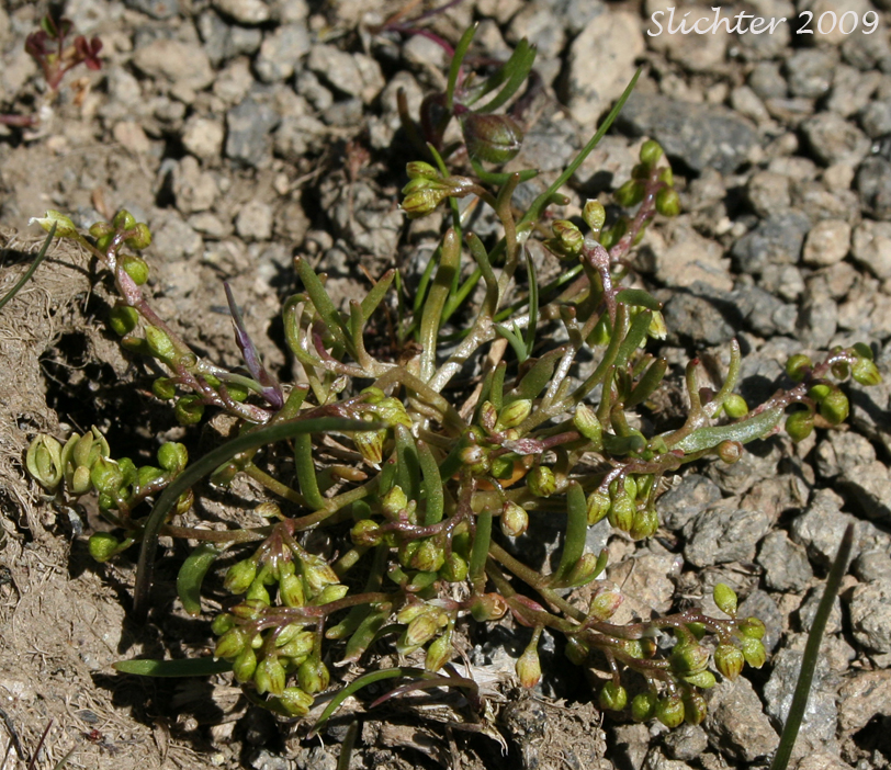 Dwarf Montia, Dwarf Miner's-lettuce: Montia dichotoma (Synonyms: Claytonia dichotoma, Montiastrum dichotomum)