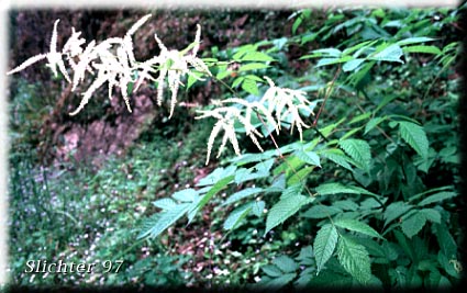 Bride's Feathers, Sylvan Goatsbeard: Aruncus dioicus var. acuminatus (Synonyms: Aruncus acuminatus, Aruncus dioicus var. pubescens, Aruncus sylvester, Aruncus sylvester ssp. acuminatus, Aruncus sylvester var. acuminatus, Aruncus vulgaris)