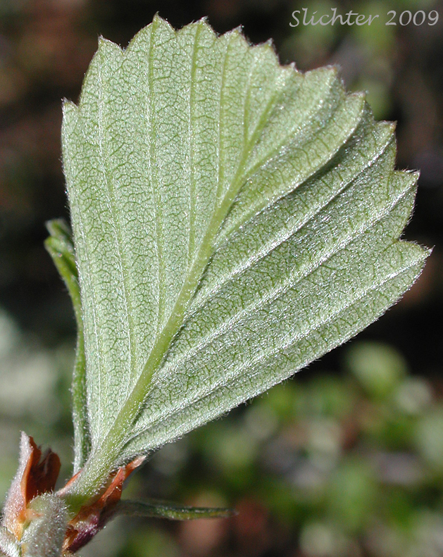 Ventral leaf surface of Plume Tree: Cercocarpus betuloides var. macrourus (Synonym: Cercocarpus montanus var. macrourus)