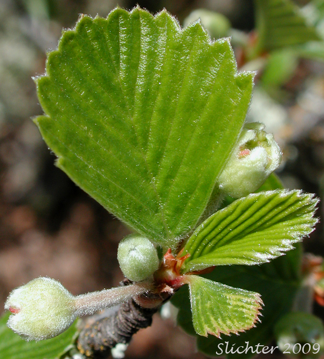 Leaves of Plume Tree: Cercocarpus betuloides var. macrourus (Synonym: Cercocarpus montanus var. macrourus)
