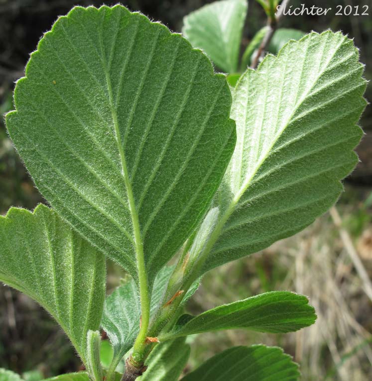 Plume Tree: Cercocarpus betuloides var. macrourus (Synonym: Cercocarpus montanus var. macrourus)
