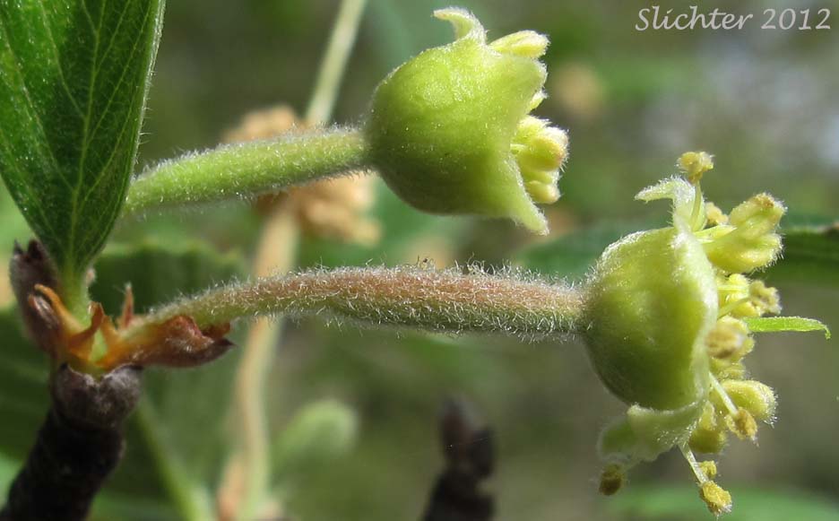 Plume Tree: Cercocarpus betuloides var. macrourus (Synonym: Cercocarpus montanus var. macrourus)