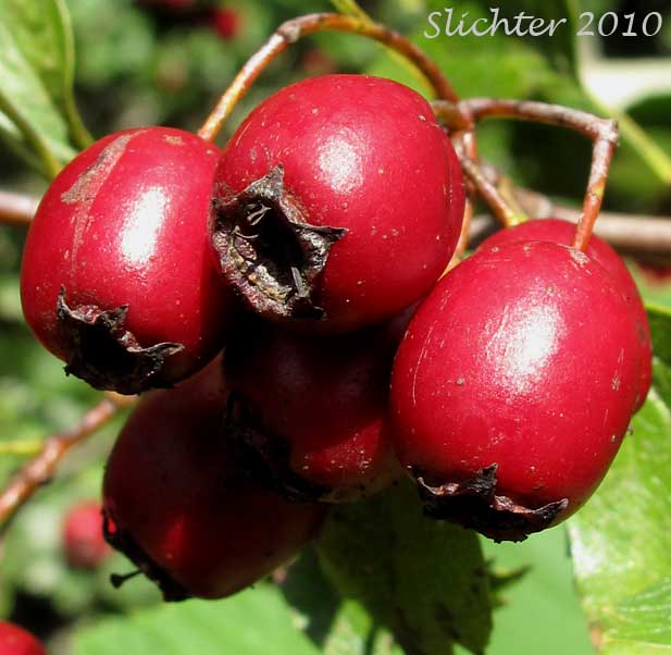 Bright red fruits of Common Hawthorn, English Hawthorn, One-seeded Hawthorn: Crataegus monogyna (Synonyms: Crataegus laevigata, Crataegus monogyna var. monogyna)