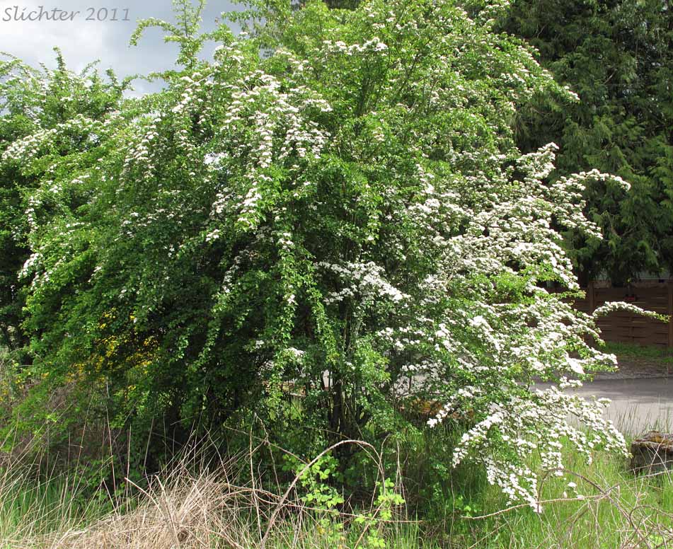Common Hawthorn, English Hawthorn, One-seeded Hawthorn: Crataegus monogyna (Synonyms: Crataegus laevigata, Crataegus monogyna var. monogyna)