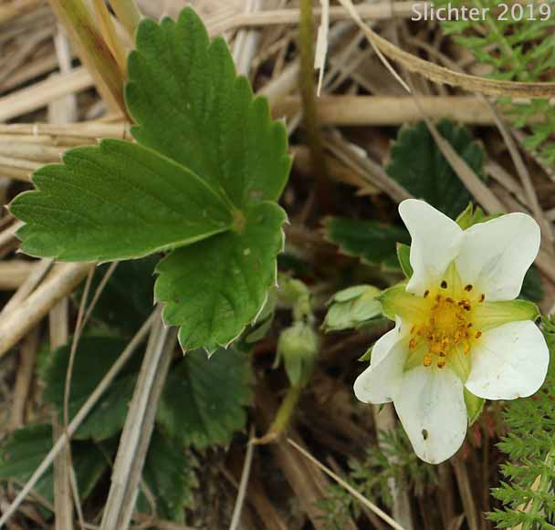 Hybrid Strawberry: Fragaria x ananassa ssp. cuneifolia (Synonyms: Fragaria cuneifolia, Fragaria grandiflora, Fragaria × ananassa var. cuneifolia)