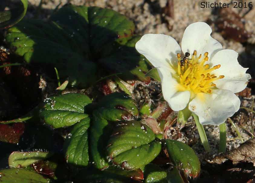 Beach Strawberry, Coastal Strawberry, Chilean Strawberry, Pacific Beach Strawberry: Fragaria chiloensis ssp. pacifica