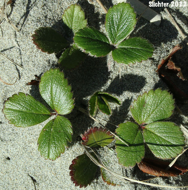 Leaves of Beach Strawberry, Coastal Strawberry, Chilean Strawberry, Pacific Beach Strawberry: Fragaria chiloensis ssp. pacifica