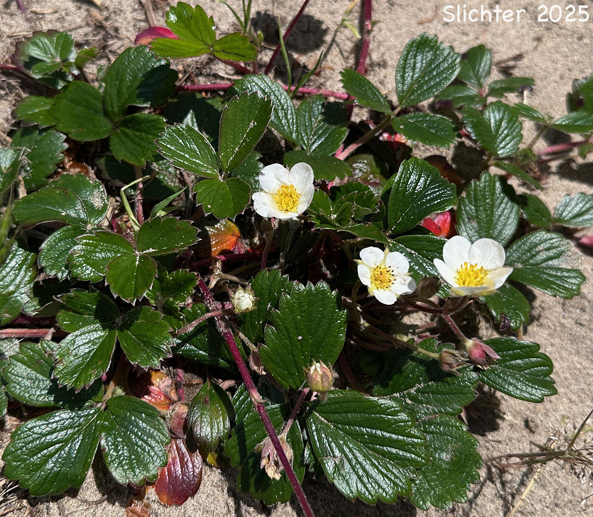 Beach Strawberry, Coastal Strawberry, Chilean Strawberry, Pacific Beach Strawberry: Fragaria chiloensis ssp. pacifica