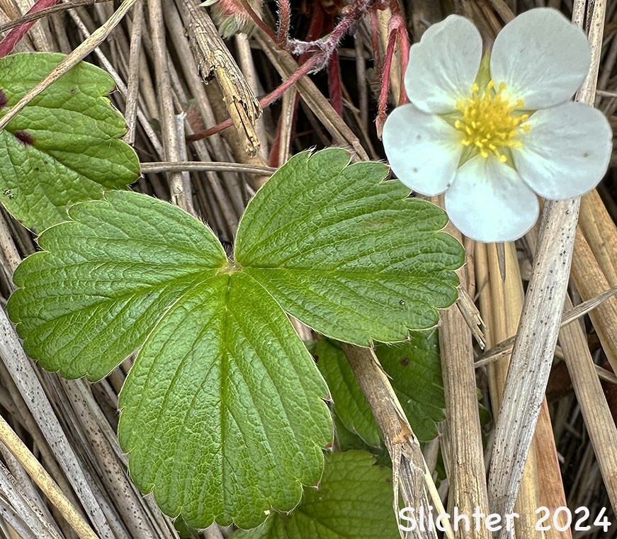 Flower and leaf of Beach Strawberry, Coastal Strawberry, Chilean Strawberry, Pacific Beach Strawberry: Fragaria chiloensis ssp. pacifica