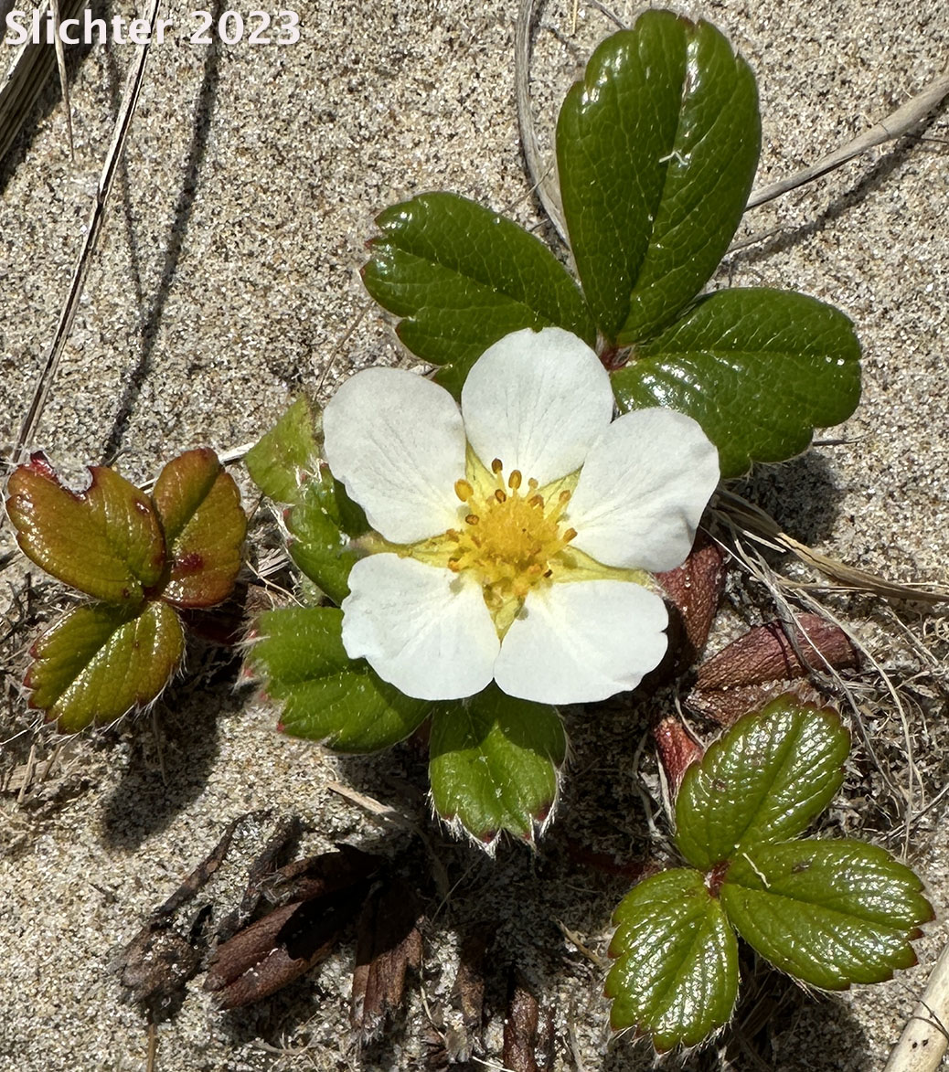 Beach Strawberry, Coastal Strawberry, Chilean Strawberry, Pacific Beach Strawberry: Fragaria chiloensis ssp. pacifica
