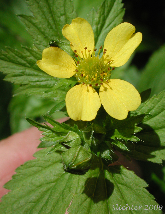 Flower of Largeleaf Avens, Large Leaved Avens, Bigleaf Avens: Geum macrophyllum var. macrophyllum (Synonym: Geum macrophyllum ssp. macrophyllum)