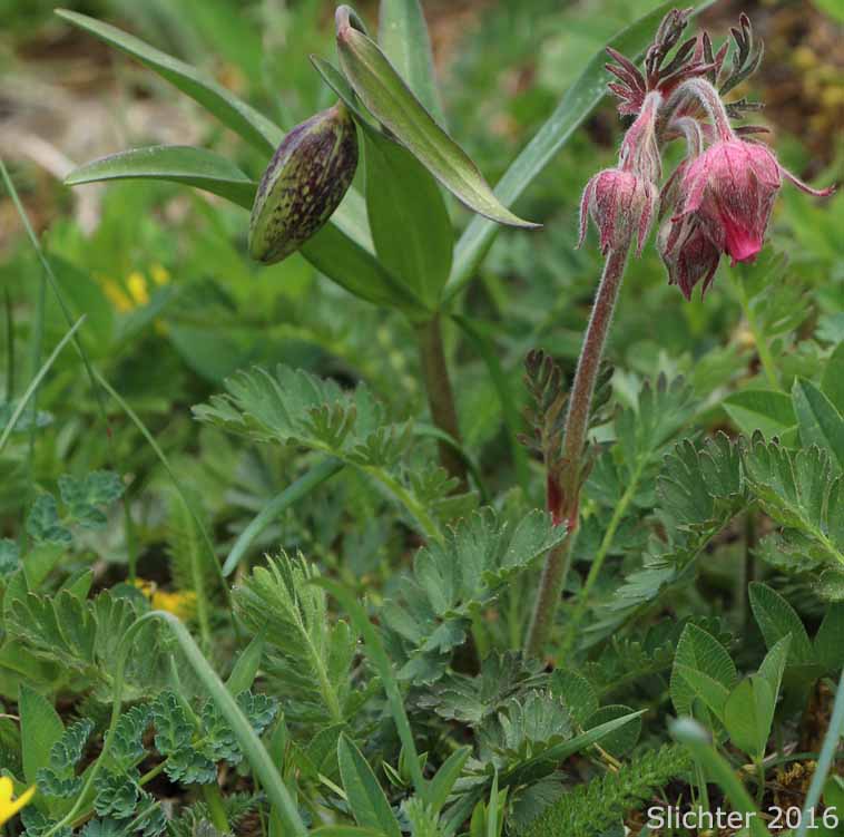Old Man's Whiskers, Prairie Smoke Avens, Western Red Avens: Geum trifolium var. ciliatum (Synonyms: Erythrocoma campanulata, Erythrocoma ciliata, Geum campanulatum, Geum ciliatum, Geum trifolium var. campanulatum, Geum triflorum var. ciliatum, Geum triflorum var. triflorum, Sieversia campanulata, Sieversia canescens)