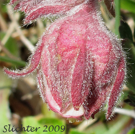 Flower of Old Man's Whiskers, Prairie Smoke Avens, Western Red Avens: Geum trifolium var. ciliatum (Synonyms: Erythrocoma campanulata, Erythrocoma ciliata, Geum campanulatum, Geum ciliatum, Geum trifolium var. campanulatum, Geum triflorum var. ciliatum, Geum triflorum var. triflorum, Sieversia campanulata, Sieversia canescens)