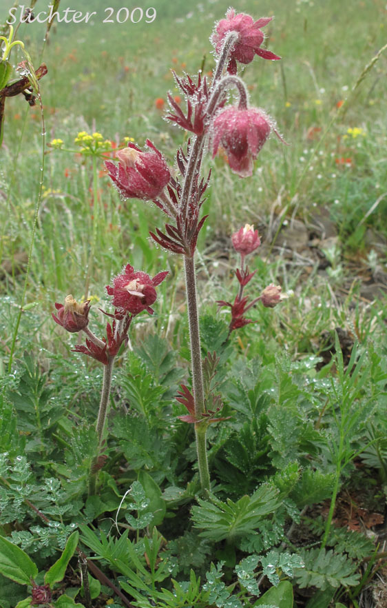 Old Man's Whiskers, Prairie Smoke Avens, Western Red Avens: Geum trifolium var. ciliatum (Synonyms: Erythrocoma campanulata, Erythrocoma ciliata, Geum campanulatum, Geum ciliatum, Geum trifolium var. campanulatum, Geum triflorum var. ciliatum, Geum triflorum var. triflorum, Sieversia campanulata, Sieversia canescens)