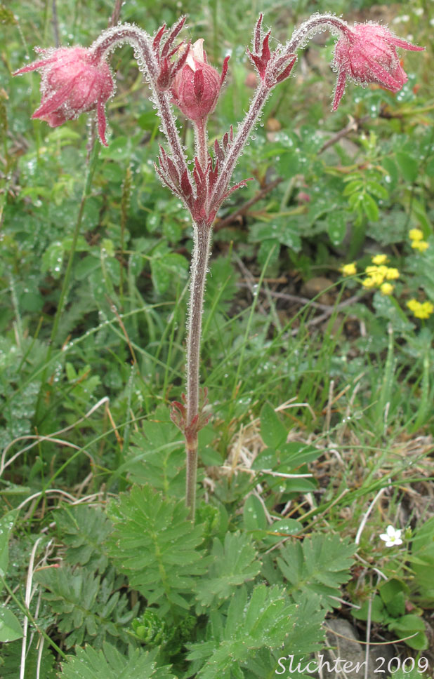 Old Man's Whiskers, Prairie Smoke Avens, Western Red Avens: Geum trifolium var. ciliatum (Synonyms: Erythrocoma campanulata, Erythrocoma ciliata, Geum campanulatum, Geum ciliatum, Geum trifolium var. campanulatum, Geum triflorum var. ciliatum, Geum triflorum var. triflorum, Sieversia campanulata, Sieversia canescens)