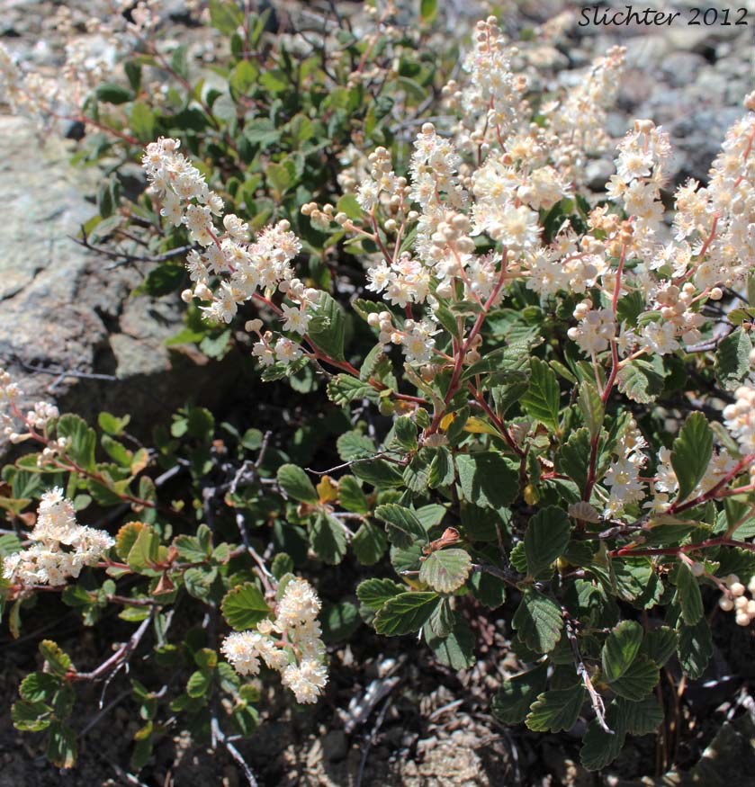 Rock Spiraea: Holodiscus microphyllus var. microphyllus (Synonyms: Holodiscus discolor var. dumosus, Holodiscus discolor var. microphyllus, Holodiscus dumosus var. dumosus)