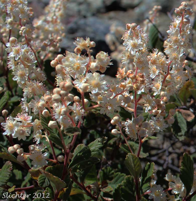 Rock Spiraea: Holodiscus microphyllus var. microphyllus (Synonyms: Holodiscus discolor var. dumosus, Holodiscus discolor var. microphyllus, Holodiscus dumosus var. dumosus)