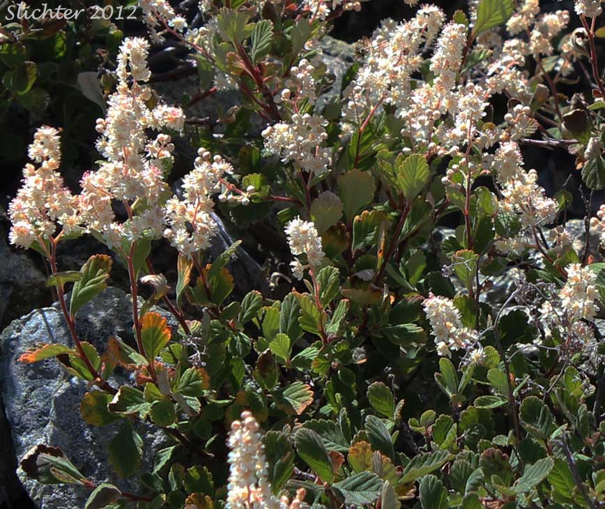 Rock Spiraea: Holodiscus microphyllus var. microphyllus (Synonyms: Holodiscus discolor var. dumosus, Holodiscus discolor var. microphyllus, Holodiscus dumosus var. dumosus)