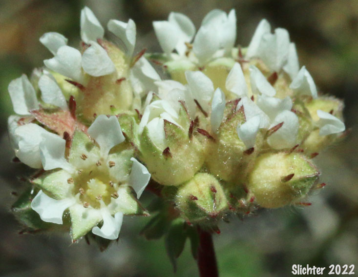 Josephine Horkelia, Sierra Horkelia: Horkelia congesta ssp. nemorosa (Synonym: Horkelia congesta var. nemorosa)