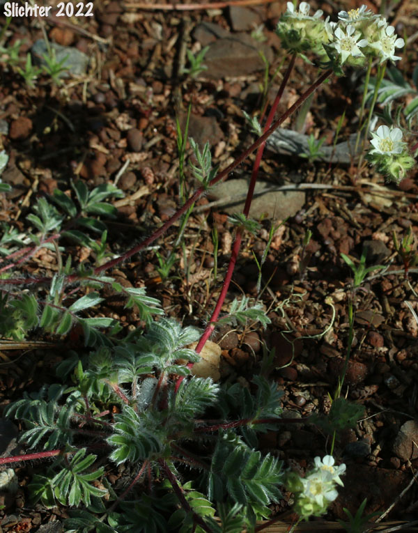 Josephine Horkelia, Sierra Horkelia: Horkelia congesta ssp. nemorosa (Synonym: Horkelia congesta var. nemorosa)
