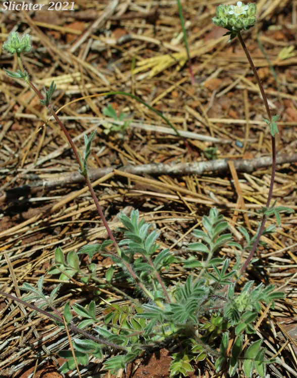 Josephine Horkelia, Sierra Horkelia: Horkelia congesta ssp. nemorosa (Synonym: Horkelia congesta var. nemorosa)