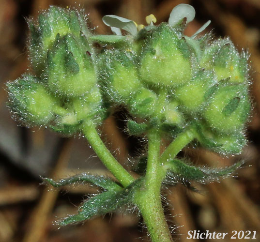 Josephine Horkelia, Sierra Horkelia: Horkelia congesta ssp. nemorosa (Synonym: Horkelia congesta var. nemorosa)