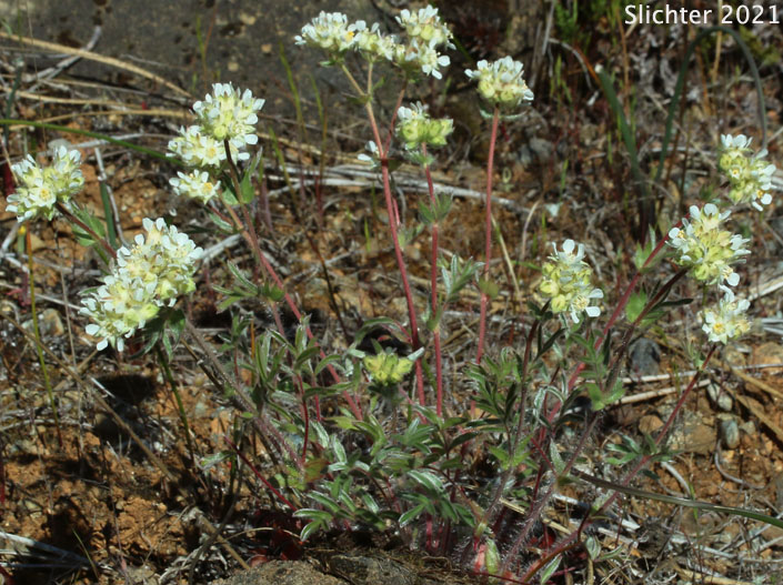 Josephine Horkelia, Sierra Horkelia: Horkelia congesta ssp. nemorosa (Synonym: Horkelia congesta var. nemorosa)