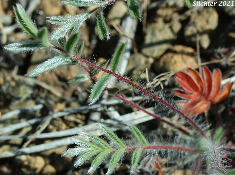 Josephine Horkelia, Sierra Horkelia: Horkelia congesta ssp. nemorosa (Synonym: Horkelia congesta var. nemorosa)