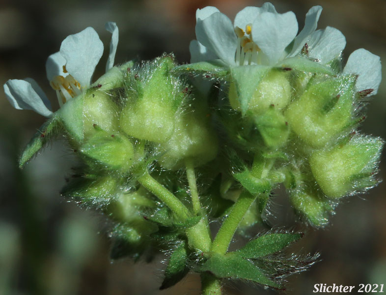 Josephine Horkelia, Sierra Horkelia: Horkelia congesta ssp. nemorosa (Synonym: Horkelia congesta var. nemorosa)