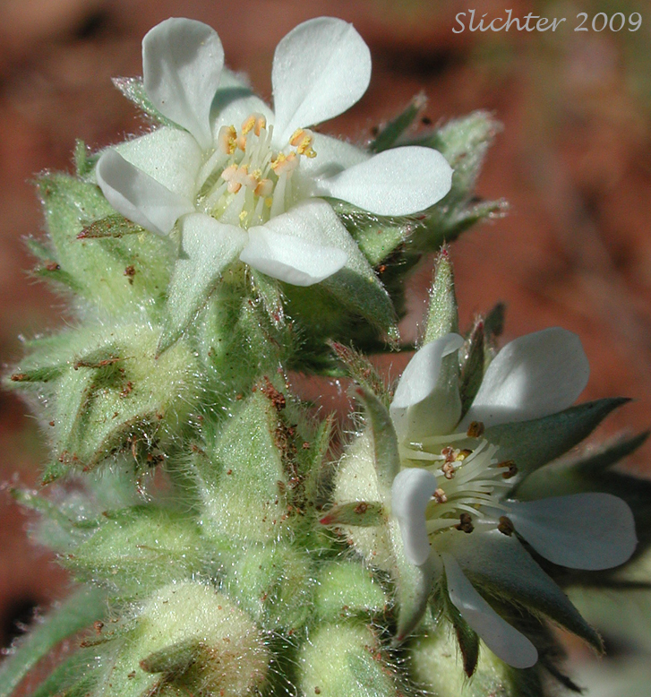 Flower of Josephine Horkelia, Sierra Horkelia: Horkelia congesta ssp. nemorosa (Synonym: Horkelia congesta var. nemorosa)