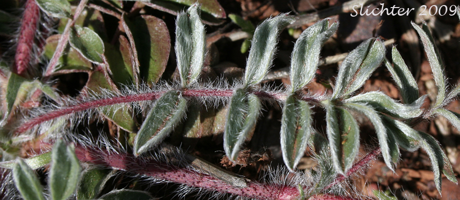 Leaf of Josephine Horkelia, Sierra Horkelia: Horkelia congesta ssp. nemorosa (Synonym: Horkelia congesta var. nemorosa)