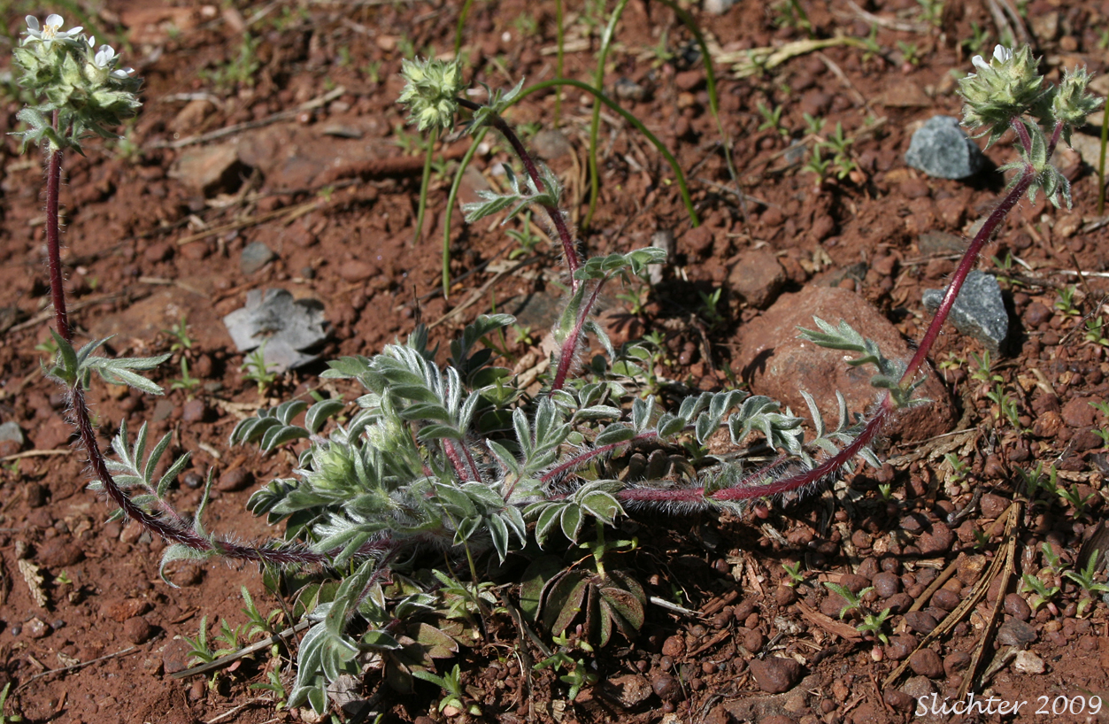 Josephine Horkelia, Sierra Horkelia: Horkelia congesta ssp. nemorosa (Synonym: Horkelia congesta var. nemorosa)