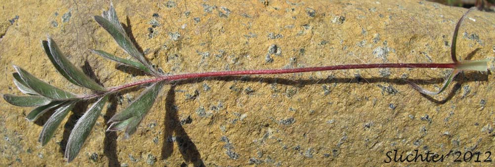 Basal leaf of Josephine Horkelia, Sierra Horkelia: Horkelia congesta ssp. nemorosa (Synonym: Horkelia congesta var. nemorosa)