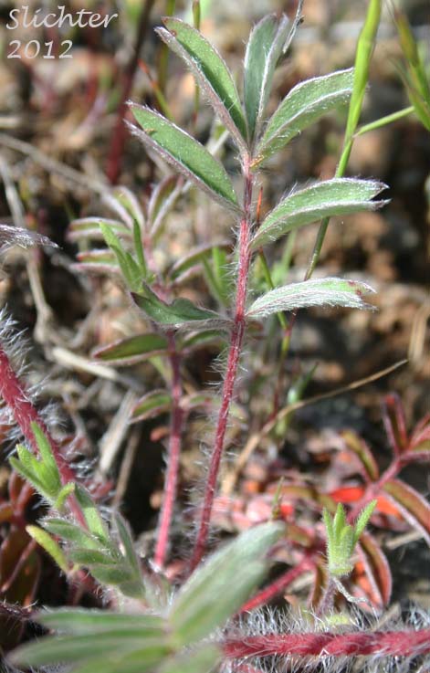 Basal leaf of Josephine Horkelia, Sierra Horkelia: Horkelia congesta ssp. nemorosa (Synonym: Horkelia congesta var. nemorosa)