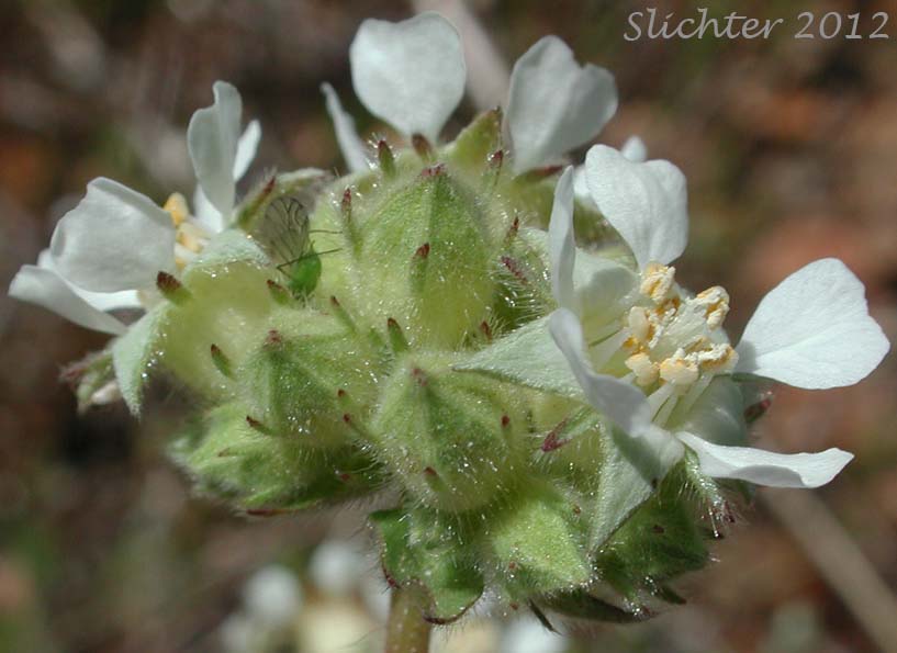 Close-up sideview of the inflorescence of Josephine Horkelia, Sierra Horkelia: Horkelia congesta ssp. nemorosa (Synonym: Horkelia congesta var. nemorosa)