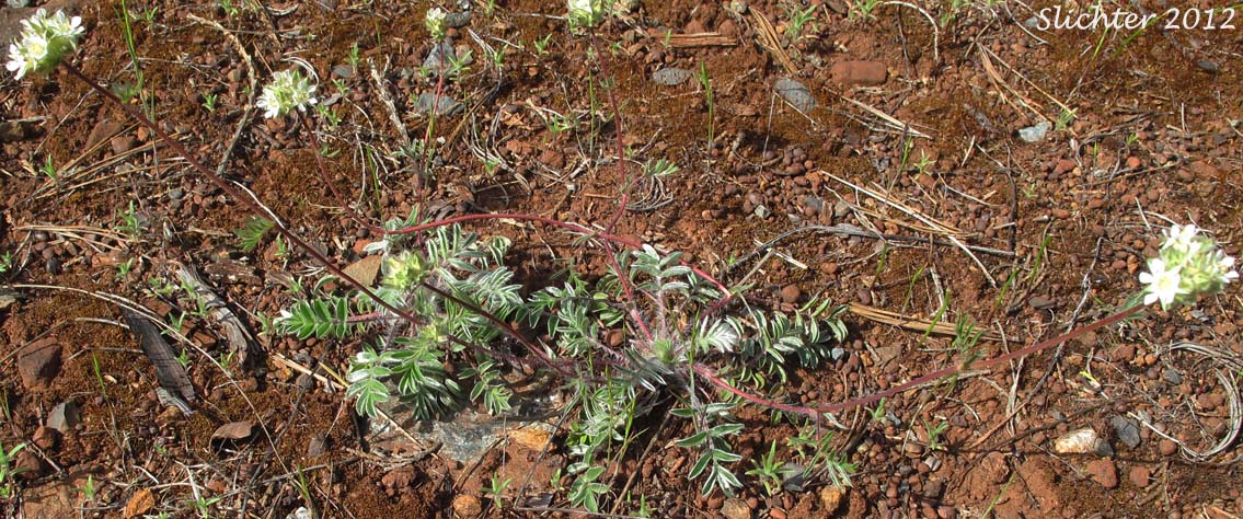 Josephine Horkelia, Sierra Horkelia: Horkelia congesta ssp. nemorosa (Synonym: Horkelia congesta var. nemorosa)