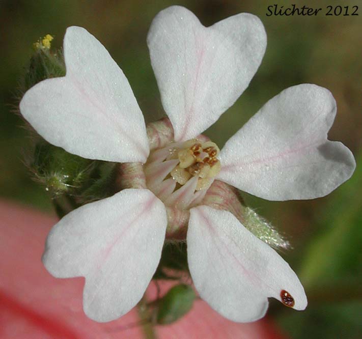 Howell's Horkelia: Horkelia howellii (Synonym: Horkelia sericata, in part)