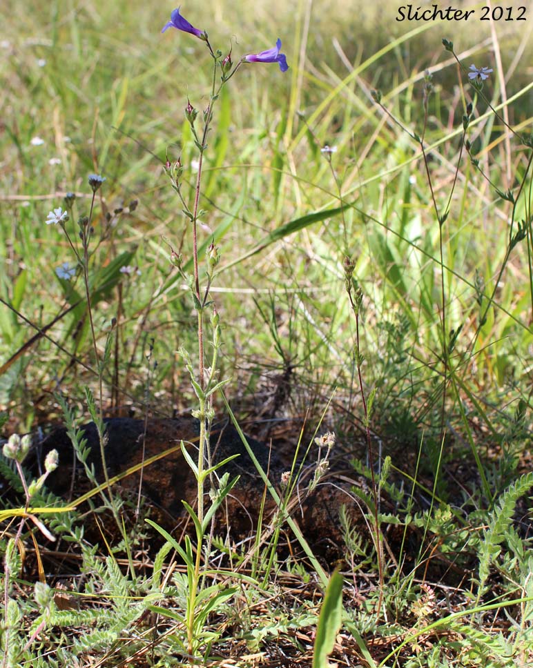 Howell's Horkelia: Horkelia howellii (Synonym: Horkelia sericata, in part)