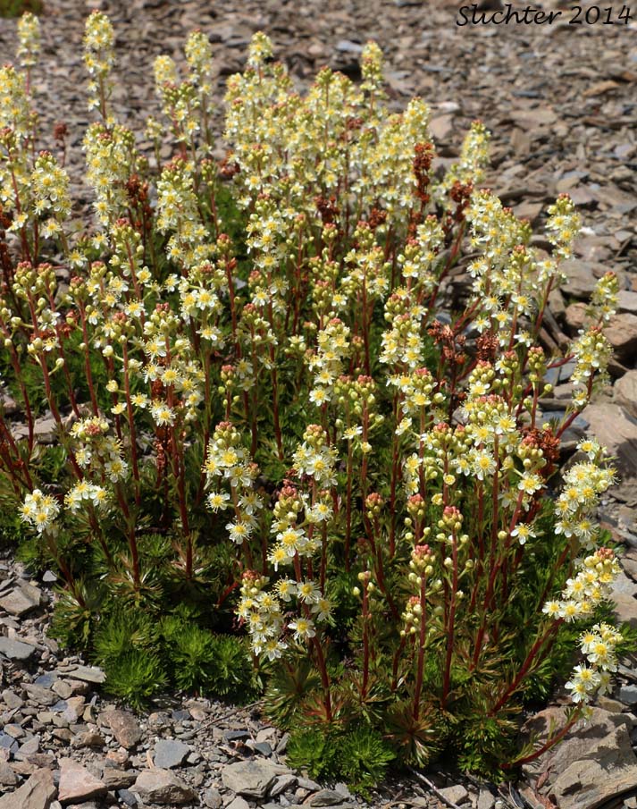 Luetkea, Partridgefoot, Partridge Foot: Luetkea pectinata (Synonyms: Eriogynia pectinata, Saxifraga pectinata, Spiraea pectinata)