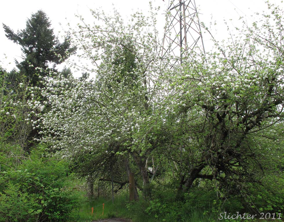Domestic Apple, Cultivated Apple: Malus pumila (Synonyms: Malus domestica, Malus sylvestris, Pyrus malus)