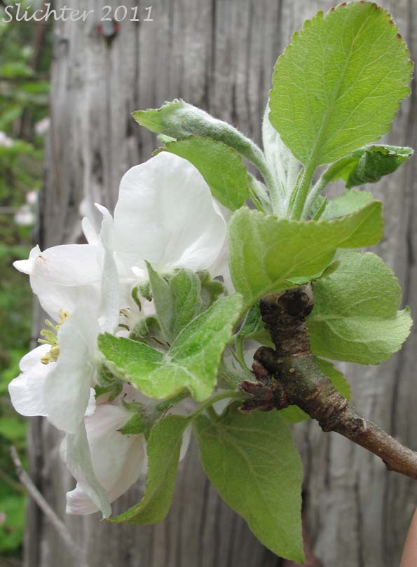 Domestic Apple, Cultivated Apple: Malus pumila (Synonyms: Malus domestica, Malus sylvestris, Pyrus malus)