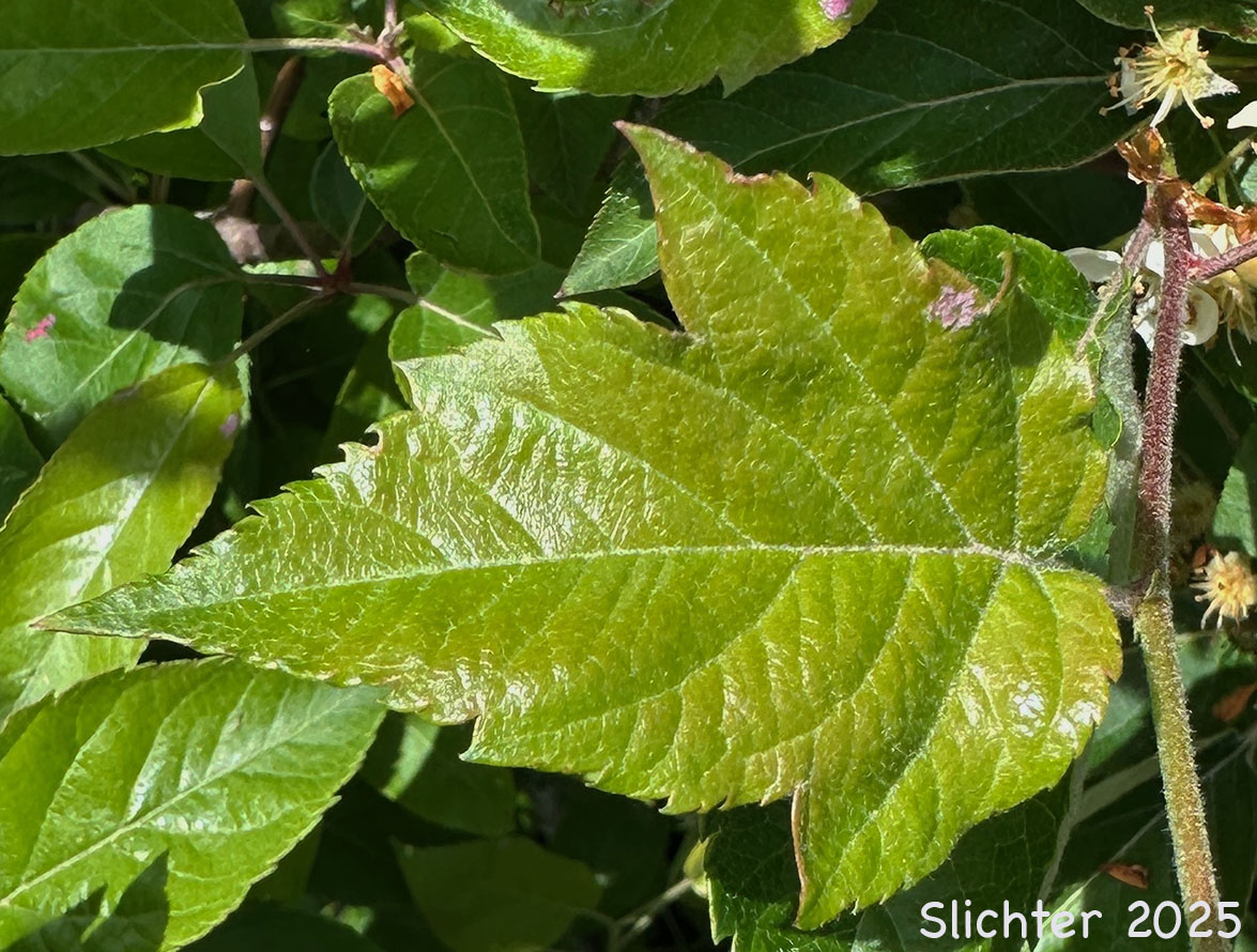 Leaf of Oregon Crabapple, Western Crabapple: Malus fusca (Synonyms: Malus diversifolia, Malus fusca var. diversifolia, Malus fusca var. fusca, Malus fusca var. levipes, Malus rivularis, Malus rivularis var. levipes, Pyrus diversifolia, Pyrus fusca, Pyrus fusca var. levipes, Pyrus rivularis)