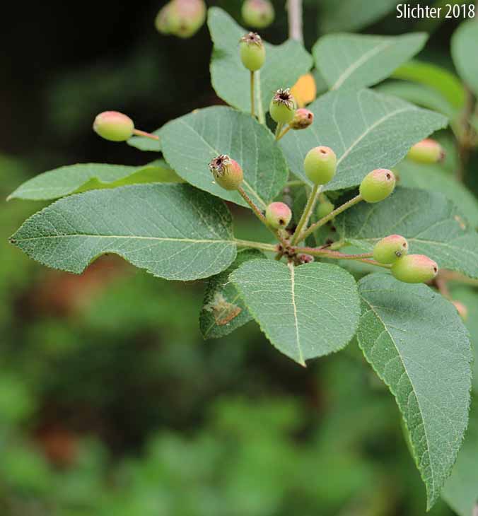 Oregon Crabapple, Western Crabapple: Malus fusca (Synonyms: Malus diversifolia, Malus fusca var. diversifolia, Malus fusca var. fusca, Malus fusca var. levipes, Malus rivularis, Malus rivularis var. levipes, Pyrus diversifolia, Pyrus fusca, Pyrus fusca var. levipes, Pyrus rivularis)
