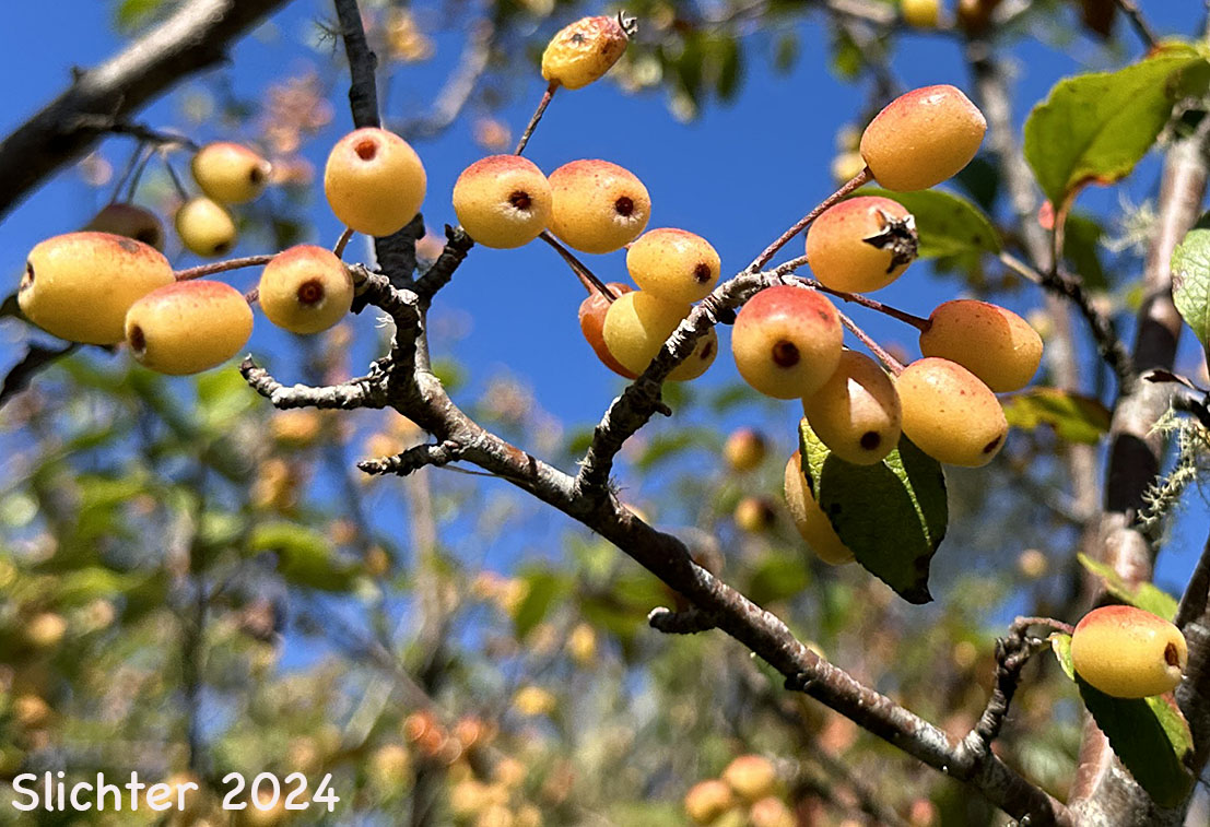 Fruits of Oregon Crabapple, Western Crabapple: Malus fusca (Synonyms: Malus diversifolia, Malus fusca var. diversifolia, Malus fusca var. fusca, Malus fusca var. levipes, Malus rivularis, Malus rivularis var. levipes, Pyrus diversifolia, Pyrus fusca, Pyrus fusca var. levipes, Pyrus rivularis)