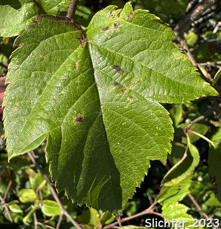 Leaf of Oregon Crabapple, Western Crabapple: Malus fusca (Synonyms: Malus diversifolia, Malus fusca var. diversifolia, Malus fusca var. fusca, Malus fusca var. levipes, Malus rivularis, Malus rivularis var. levipes, Pyrus diversifolia, Pyrus fusca, Pyrus fusca var. levipes, Pyrus rivularis)